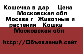 Кошечка в дар  › Цена ­ 1 - Московская обл., Москва г. Животные и растения » Кошки   . Московская обл.